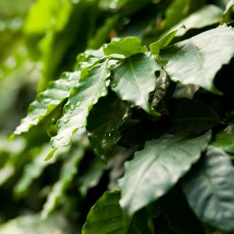Coffee plant leaves